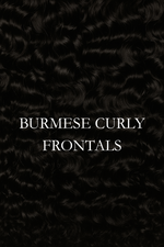 Burmese Curly Frontals